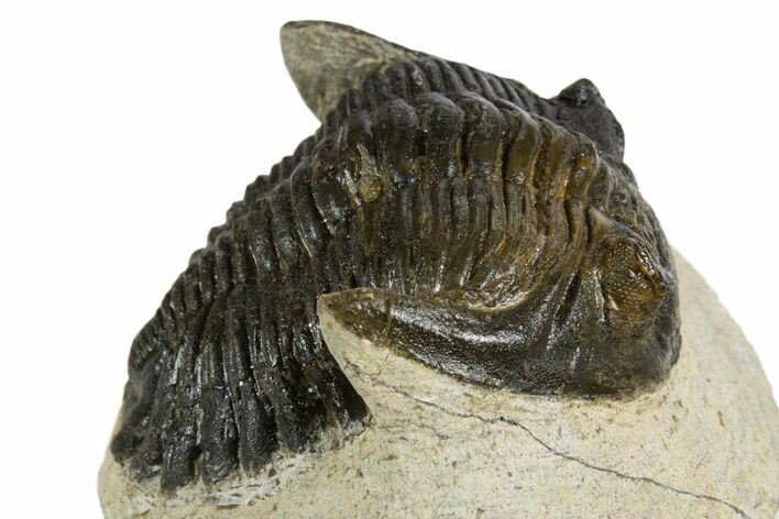 Bargain Hollardops Trilobite Fossils - 1 to 3" - Photo 1